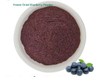 Blueberry Powder Supplier | Bulk Fruit Powder for Food, Beverage, and Nutritional Applications