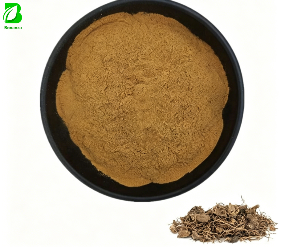 Authentic Actaea racemosa dried roots for black cohosh extract
