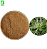 Pure Natural Capillary Wormwood Leaf Extract Powder Artemisia Capillaris Extract